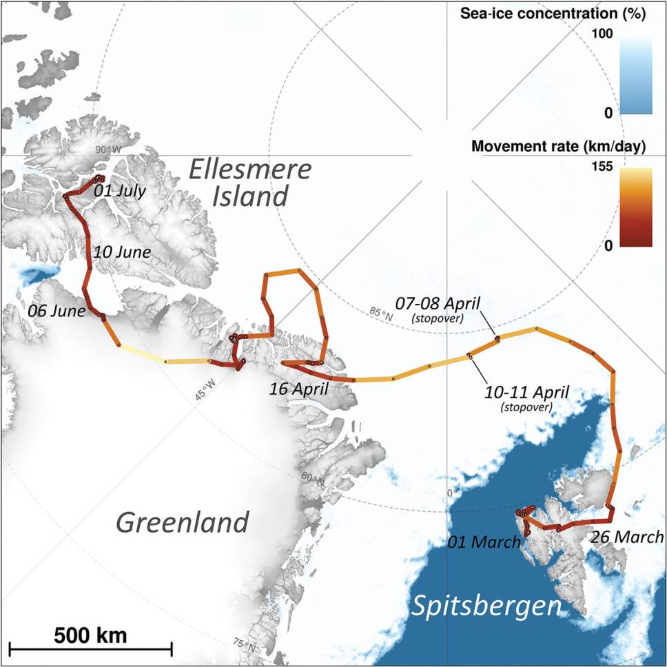 Zorra recorre más de 3 mil kilómetros de Noruega a Canadá