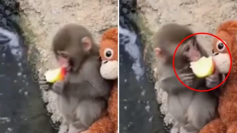 Punch, el pequeño mono que conmueve redes al compartir una manzana con su peluche.png