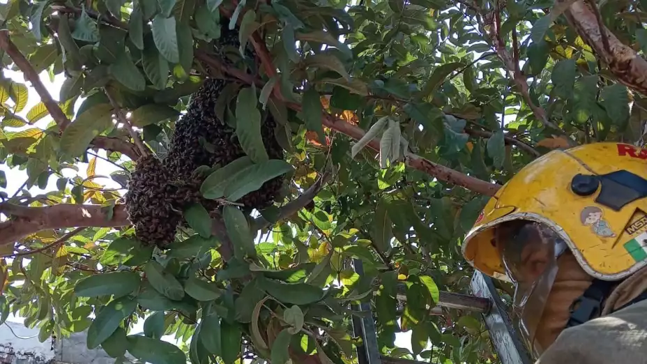 Enjambre de abejas Tuxtla Gutiérrez