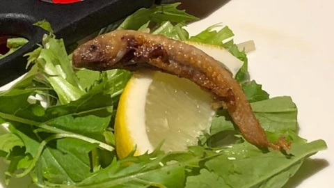 Venden ajolote frito en restaurante japonés