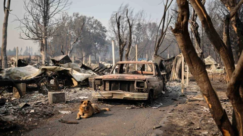 niño fallece perro incendios oregon.jpg