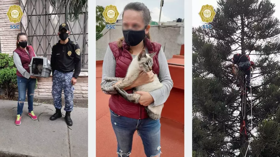 Gato Rescate