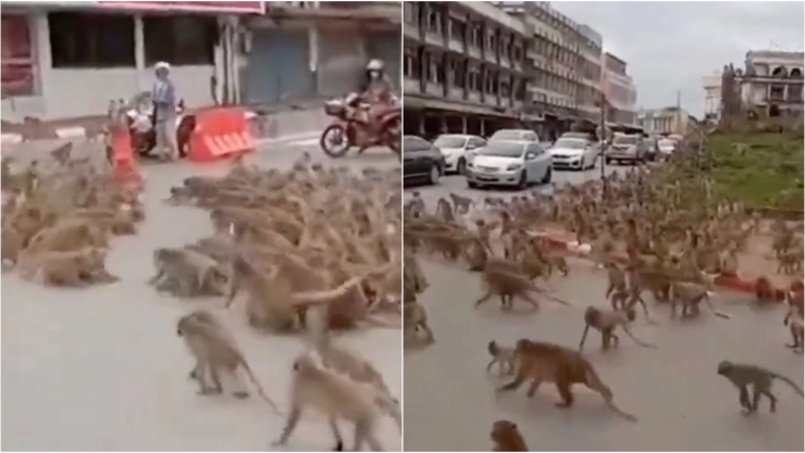 VIDEO_ Graban pelea entre dos bandos de monos en Tailandia