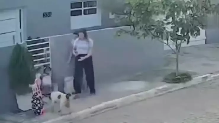 Ataque de pitbull deja dos niñas heridas, estaban esperando el autobús