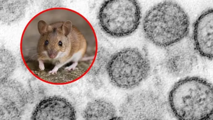 ¡Alerta! Confirman nueva MUERTE por HANTAVIRUS; revelan que no está relacionada con el crucero; esto se sabe