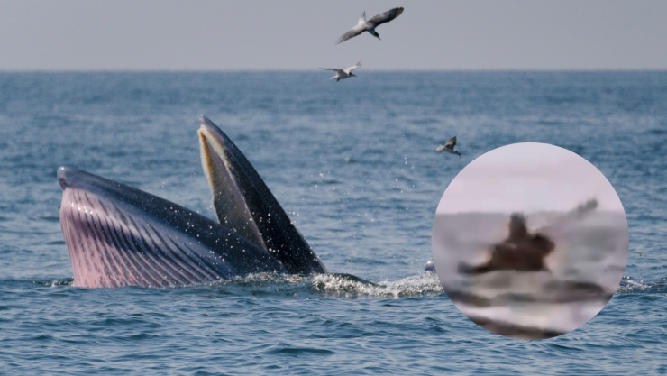 joven es tragado por una ballena