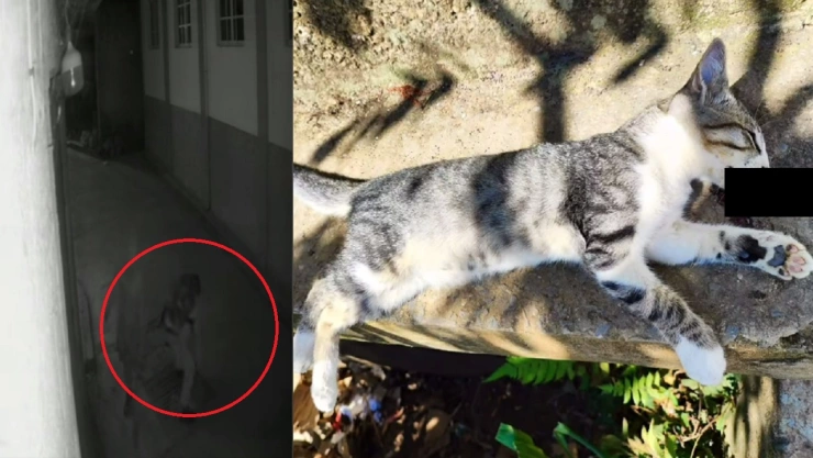 sujeto mata a golpes a gatito en huitzilan puebla