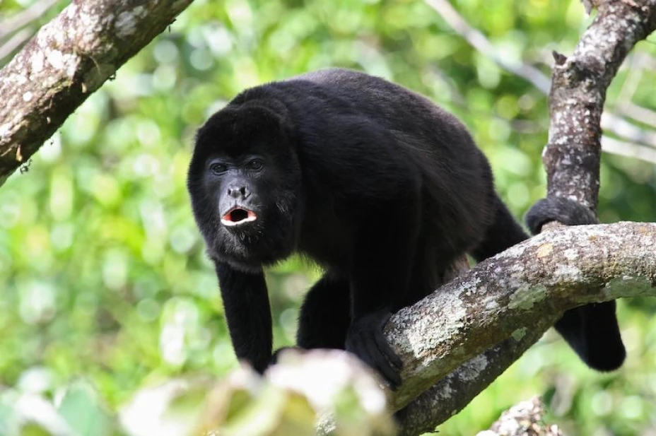Monos aulladores