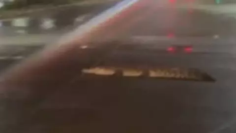 Capturan cocodrilo en la zona Diamante de Acapulco 12 de junio 2025