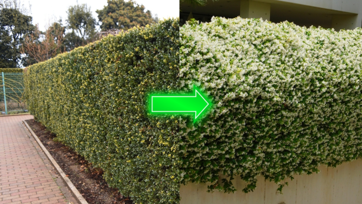 /estilo-de-vida/cerco-de-jazmin-estrella-planta-decora-pared-perfumar-jardin