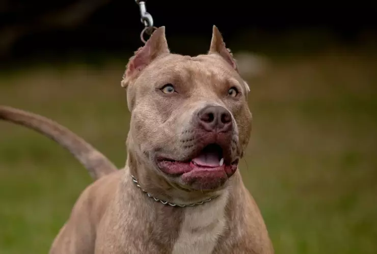 Muere mujer de la tercera edad tras ser atacada por un pitbull