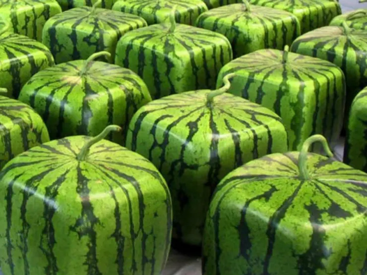 Sandías cuadradas Japón