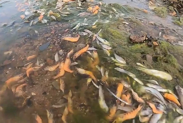 peces_muertos_mar_menor