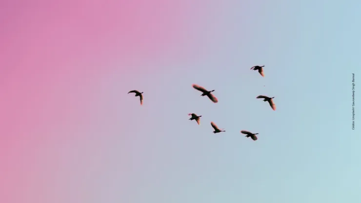 Revelan por qué decenas de aves se desplomaron en Chihuahua.