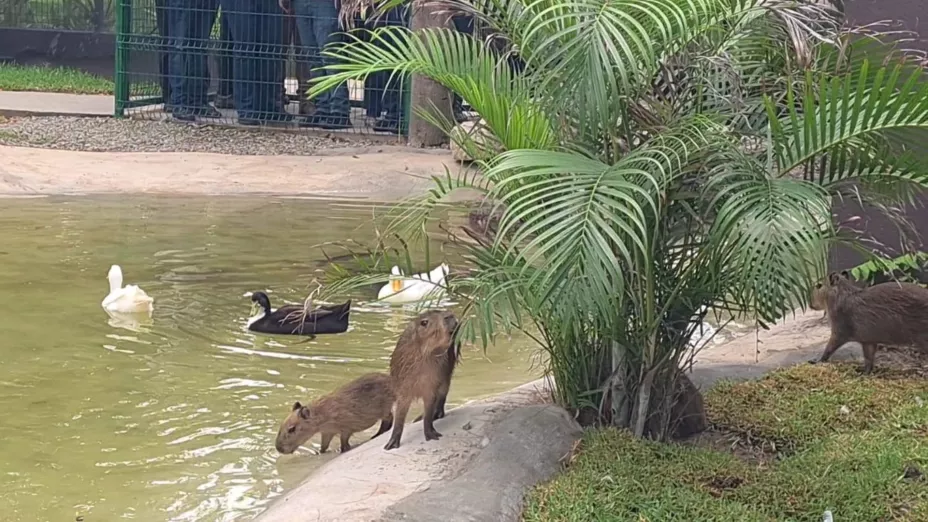Capibaras en Mazatlán