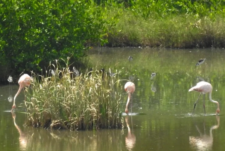 Flamingos captados en Laguna de Mandinga.