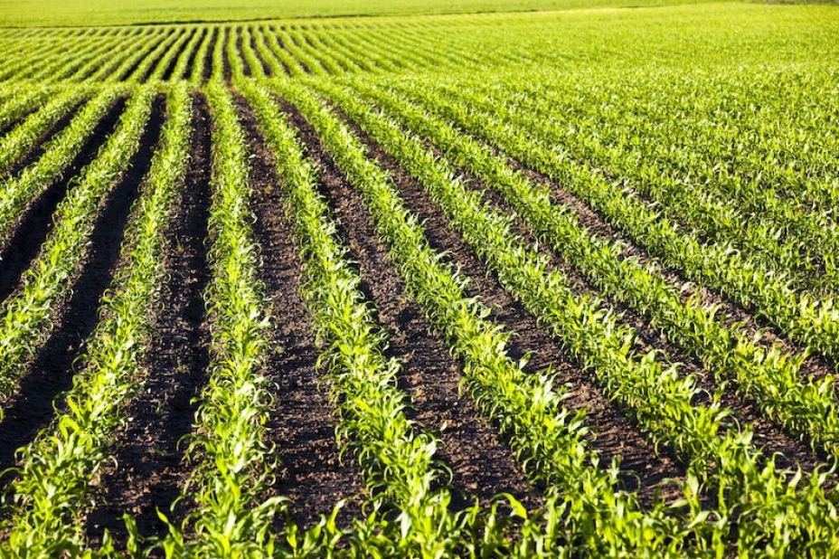 Campos de maiz