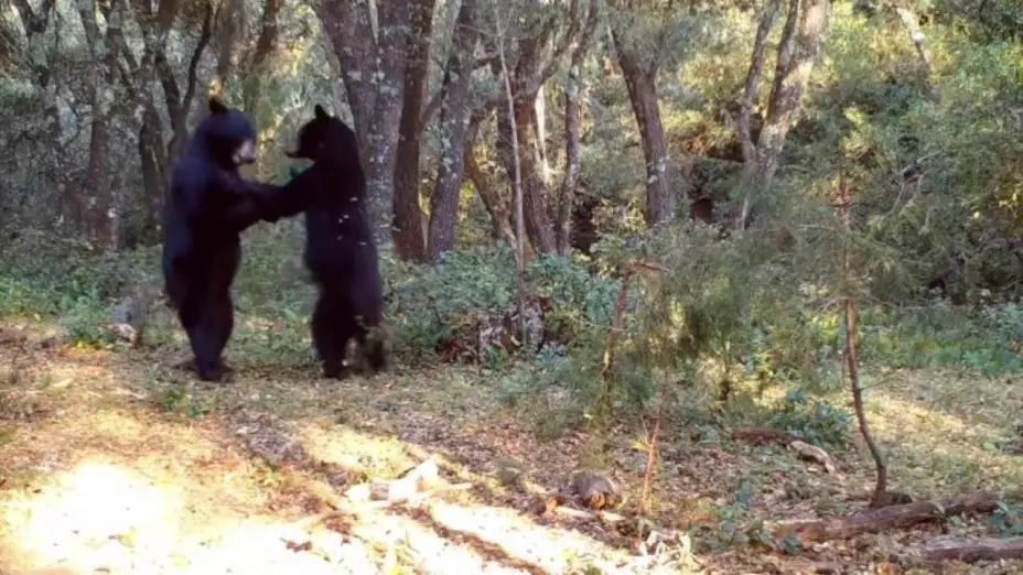 VIDEO Captan a dos osos bailando en la sierra de Coahuila