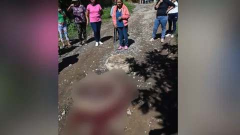 Restos de animales en alcantarilla