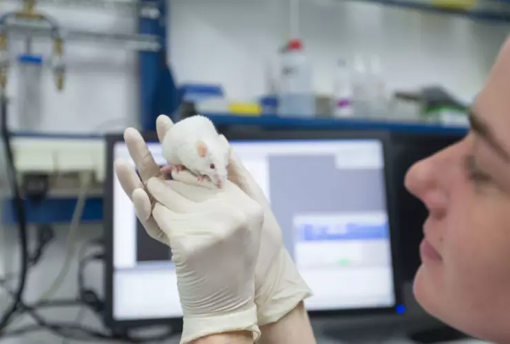 Senado prohíbe uso de animales para probar cosméticos