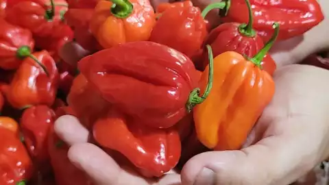 chile habanero inflacion