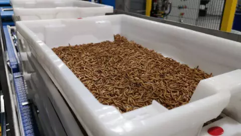 Así será la fábrica de insectos más grande del mundo.