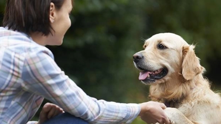 Así es como tu perro desea pedirte algunas cosas
