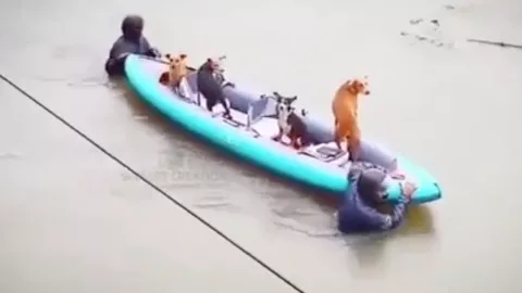Rescatistas salvan a perros de una inundación