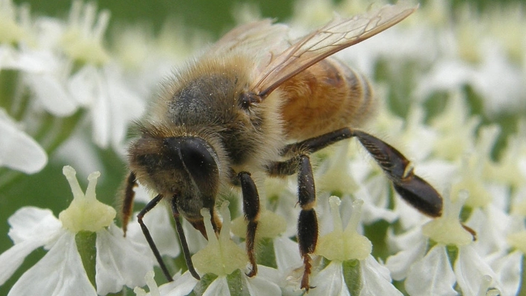 abeja silvestre