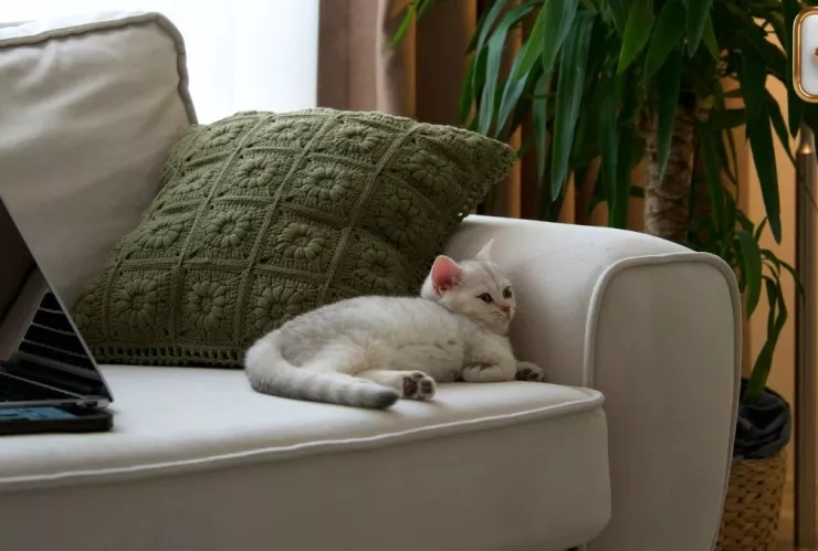 Así puedes activar el living para desbloquear energías en tu hogar, según el Feng Shui.jpg