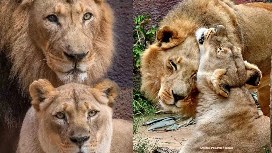 leones fallecen mismo dia mejores amigos.jpg