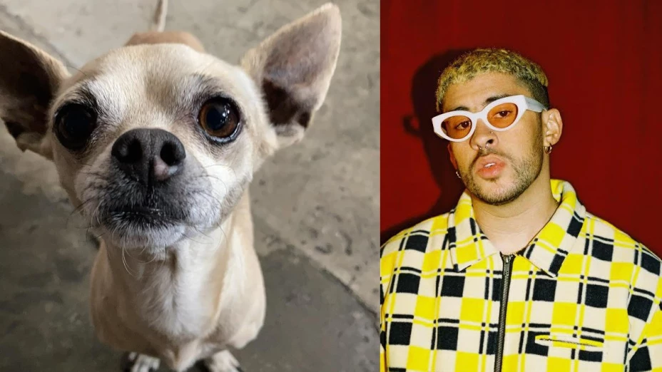 Perrito Charlie