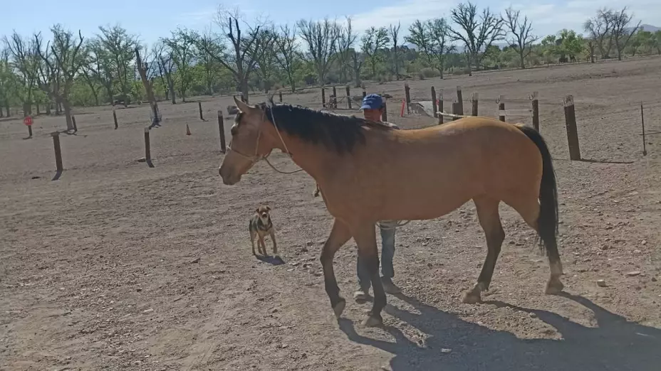 Recuperan Yegua de terapias