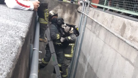 bomberos-perro-metro