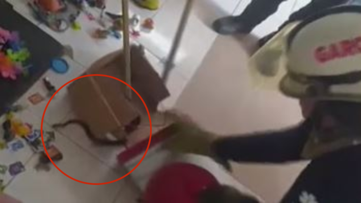 Localizan serpiente de coral falsa en una caja de juguetes en Tuxtla Gutiérrez, Chiapas.jpg