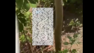 _Joven se mete a la jaula de una leona y muere devorado en Brasil video fuerte.png