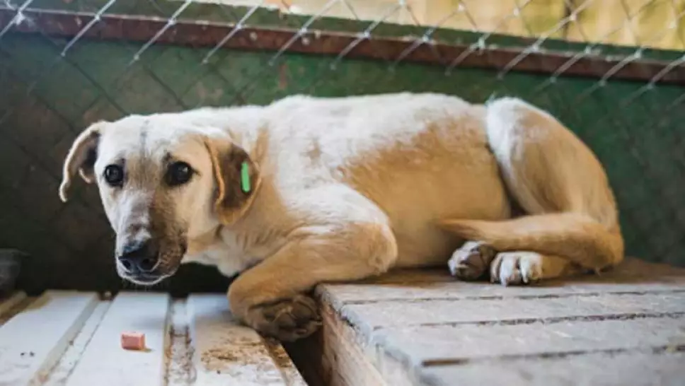 prisión-hombre-mato-perrito-puebla.jpg