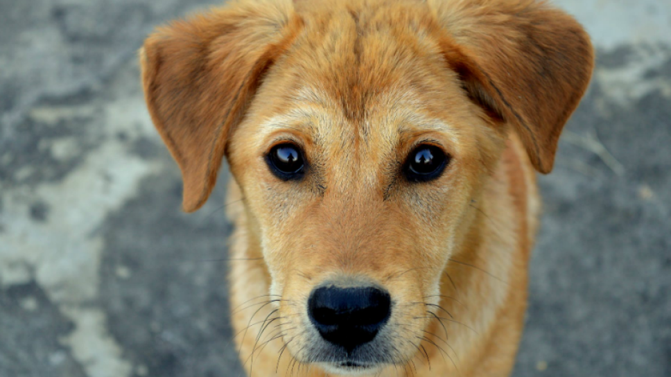 cachorro