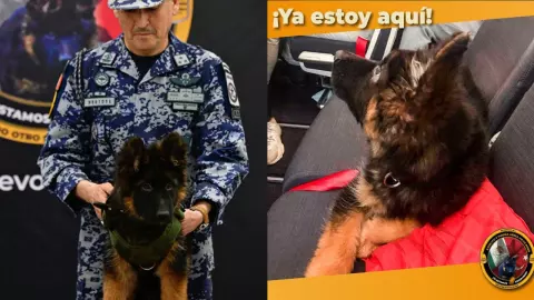 ¡Llegó a México el más tierno! Reciben a perrito donado por Turquía tras perder a Proteo