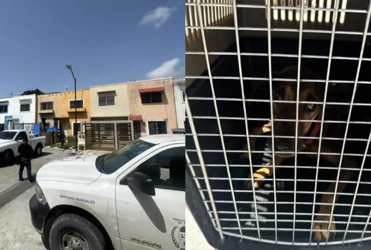 Encuentran 23 perros muertos y 5 en desnutrición dentro de una casa en Cancún