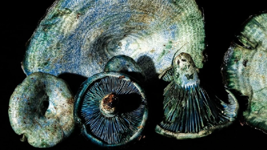 Hongos