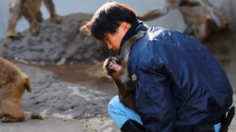 Punch, el mono bebé