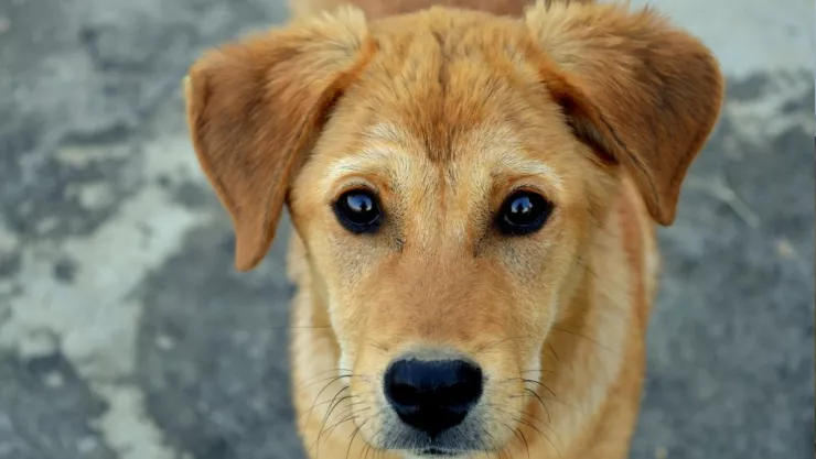 Maltrato animal Coxcatlán envenenamiento masivo.jpg