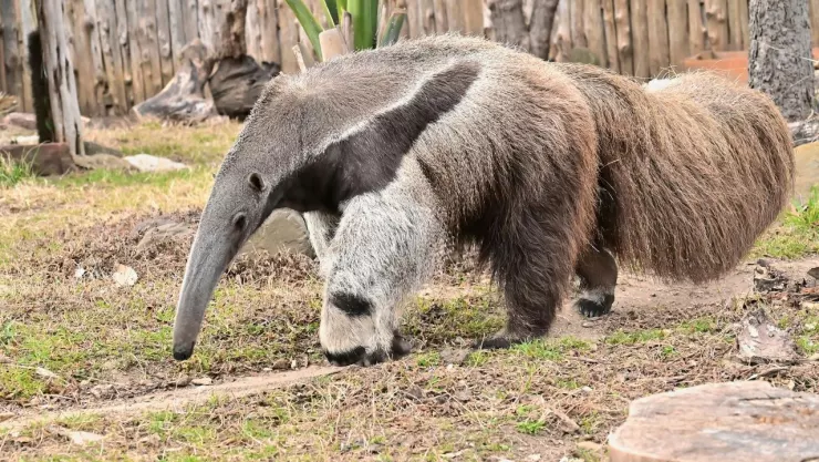 oso-hormiguero-nezahualcoyotl