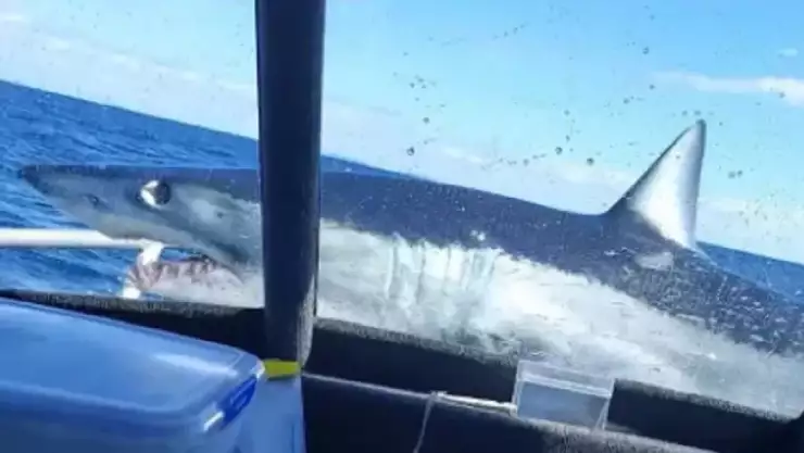 Video Tiburón salta encima de bote de pesca y genera pánico