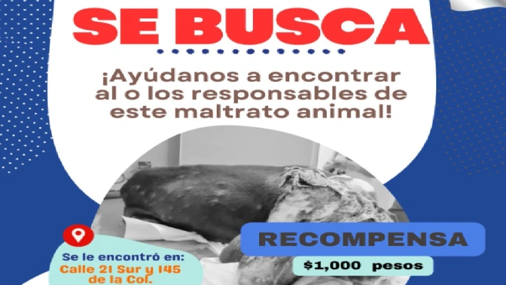 Queman a perrito Valentín en Quintana Roo por comerse un huevo.jpg
