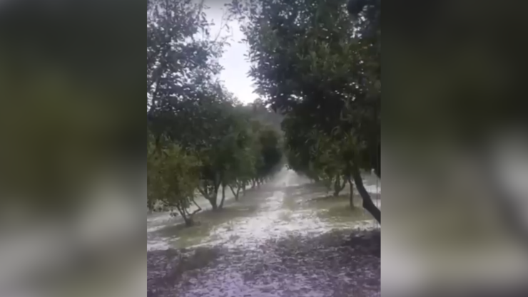 Así fue captada la granizada que cubrió de blanco campos de Concepción de Buenos Aires