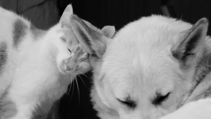 Nueva ley en España pone bajo la lupa a dueños de mascotas: dejar perros y gatos en patios podría salir caro
