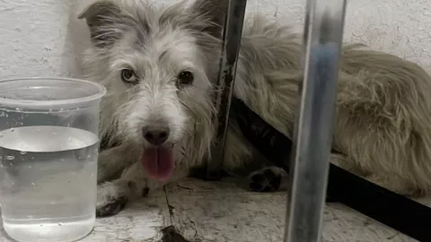 perrito metro constituci&oacute;n de 1917