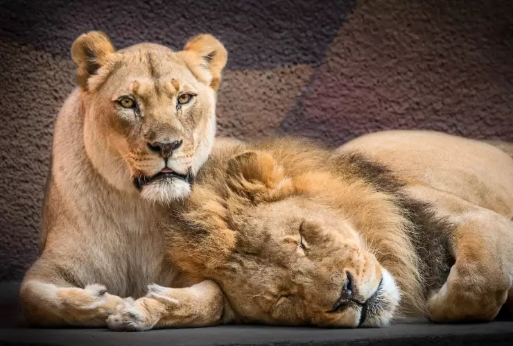 leones-zoo-angeles.jpg